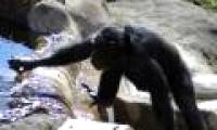 Chimpanzees are 'smart' like people