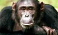 Chimpanzees can defeat humans in tactical games