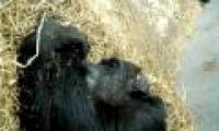Chimpanzees feel death like humans