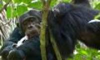 Chimpanzees have very sophisticated food preferences