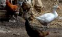 China: 30% of people infected with H7N9 have died