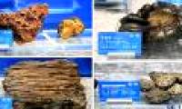 China announced rare marine specimens at a depth of 500m