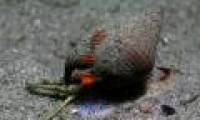 China banned the sale of poisonous mud snails