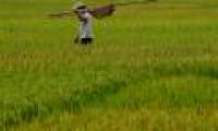 China: Breakthrough in saltwater rice cultivation