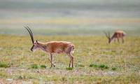 China deciphers DNA mystery that helps Tibetan antelope survive on plateau