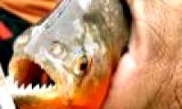 China declared war on fish biting people