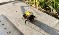 China develops insect robots that are faster than cockroaches