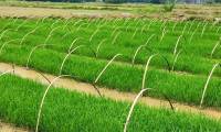 China develops strange hybrid rice: Plant once, harvest for many years