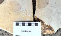 China discovered sponge fossils dating back about 540 million years