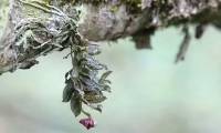 China discovers new orchid species in giant panda habitat