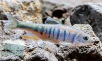 China discovers unique carp species