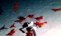 China: Drop the camera to the sea, discover dozens of bizarre creatures