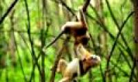 China explores 'forest of wild beasts'