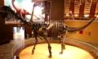 China found 60 dinosaur populations