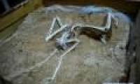 China found 7 million years old bird fossils