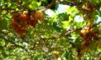 China grows grapes on the universe to make good wines