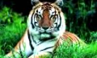 China only has 45 wild tigers