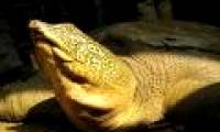 China proposes cooperation to breed Hoan Kiem turtles