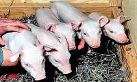 China released the world's first robot cloned pig