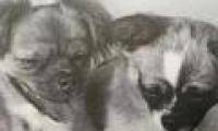 China revealed its mission to secretly bring dogs to space