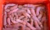 China successfully transformed the white sea cucumber gene