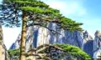 China's most famous five-year-old pine tree is about to die because of