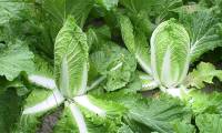 Chinese cabbage can inhibit cancer cells