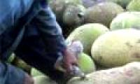 Chinese chemical pump for ripening jackfruit
