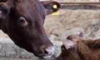 Chinese cloned beef: Food or disaster for the environment?