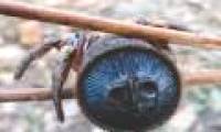 Chinese farmers find rare ancient spiders