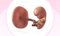 Chinese scientists built a 3D model of a 2-3 week old human embryo