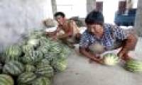 Chinese watermelon bounces like rubber balls when thrown