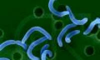 Cholera bacteria are more aggressive due to structural changes