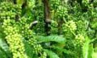Choose 21 varieties of coffee with high yield and pest resistance