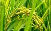 Choose to create new rice varieties with high productivity