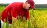 Choose to create two new high quality aromatic rice varieties