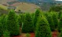 Christmas tree care process