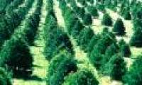 Christmas tree challenges drought