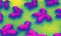 Chromosomal end points indicate human life expectancy