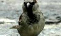 Cigarettes help birds chase after parasites