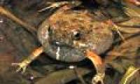 City-based male frogs