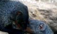 Civet calls like a human being