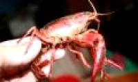 Clash of hybrid shrimp ... crabs