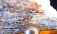 Climate change causes seawater acidification to threaten marine species