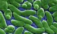 Climate change creates many intestinal bacteria