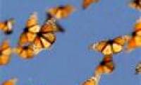 Climate change disrupts the flight season of butterflies