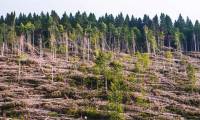 Climate change makes trees greener and younger