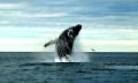 Climate change, the number of whales falls seriously