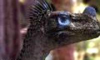 Clip: Walking with dinosaurs