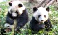 Clip wise panda escape the zoo